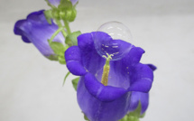 Face au déclin des abeilles, des bulles de savon pour polliniser des arbres fruitiers