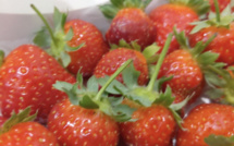 Les fraises de Toahotu voient la vie en rose