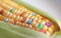 La France réclame des clarifications sur la culture des OGM en Europe