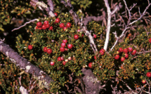 Délices sauvages d’Ushuaia