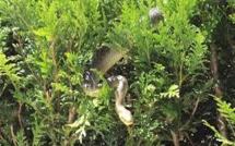 Alsace: il part aux champignons et découvre un python