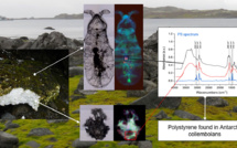 Du microplastique découvert dans l'écosystème terrestre de l'Antarctique