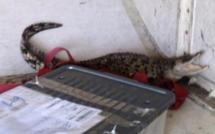 Australie: un crocodile en liberté dans la soute à bagages d'un avion