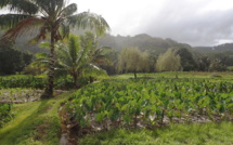 ​A Rurutu, la crise relance l'agriculture