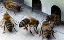 Pour sauvegarder ses abeilles, Rhône-Alpes octroie 1,5 million d'euros sur 4 ans