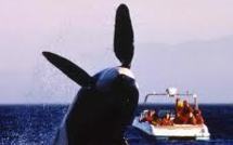Whale Watching : le gouvernement tongien veut réglementer