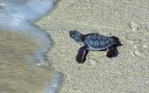 Protection des tortues: la Grèce traduite en justice par Bruxelles