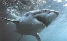 N-Calédonie: un pêcheur sous-marin tombe nez à nez avec un requin blanc