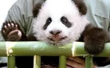 Thaïlande: un panda géant star de télé-réalité quitte les écrans