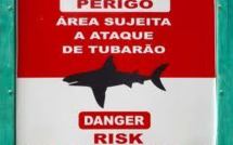 Au Brésil, les requins menacent les plages paradisiaques de Recife