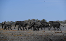 Botswana: mort mystérieuse d'au moins 275 éléphants