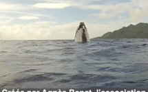 Agnès Benet, l'ange gardien des baleines