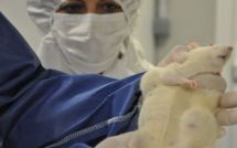 France: appel de 130 organisations à la suspension des autorisations du maïs OGM