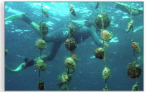 Un plongeur d'une ferme perlière blessé par l’hélice d’un bateau