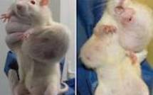 OGM: les tests toxicologiques peuvent être améliorés, selon les pro-OGM