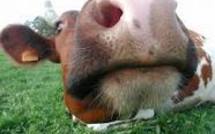 Un agriculteur condamné pour l'odeur de ses vaches, trop proches d'un voisin