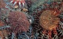 Australie: une bactérie contre l'étoile de mer dévoreuse de corail