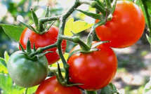 Manger des tomates réduirait le risque d'attaque cérébrale, selon une étude