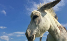 Canada: star sur Zoom, l'ânesse Buckwheat à la rescousse d'un refuge