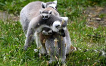 Alerte rouge pour les lémuriens, le grand hamster ou la baleine franche