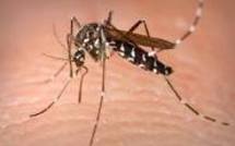 Epidémie de chikungunya en Papouasie-Nouvelle-Guinée