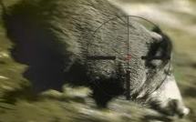 Sangliers: les agriculteurs demandent l'aide de l'Etat et des chasseurs