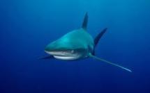 La mission sur le risque requin fera des préconisations au gouvernement