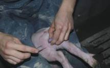 La fin de la castration des cochons, c'est pour demain en France