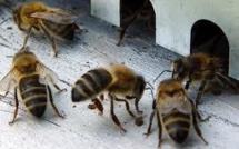 Des avancées pour les abeilles, mais encore des luttes à venir contre l'agrochimie