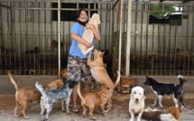 Le docteur indonésien qui sauve les chiens victimes de la pandémie