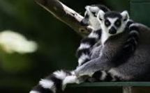 Les ministres à Hyderabad au chevet d'une nature de plus en plus affaiblie