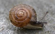 Espèces menacées dans le Pacifique : la liste s’allonge