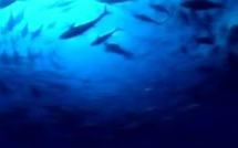 Canada: les Verts dénoncent un projet de fertilisation de la mer