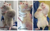 OGM: L'agence de sécurité sanitaire réfute l'étude contreversée du Pr Séralini et réclame des études à long terme