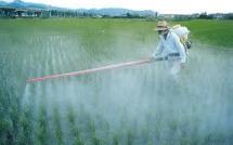 Pesticides: les sénateurs dénoncent les risques pour les utilisateurs