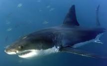 USA: un surfer tué par un requin au large de la Californie