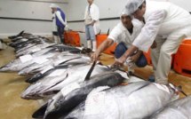 Les élus Tahoeraa en visite au port de pêche