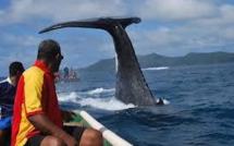 Une baleine à bosse inquiète au Sud de Fidji