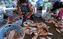 La radioactivité des poissons pêchés au large de Fukushima reste élevée