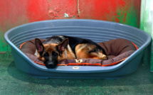 Le premier chien testé positif au coronavirus aux Etats-Unis est mort