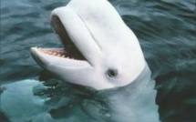 Québec: les experts s'en remettent à la nature pour sauver un béluga égaré