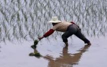 Salon Slow Food: des agriculteurs chinois en révolte contre la "malbouffe"