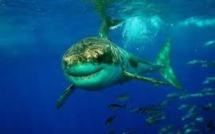 La connaissance du cerveau des requins ouvre la voie aux répulsifs visuels