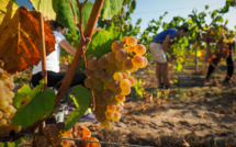 Castex débloque près de 80 millions supplémentaires pour les viticulteurs