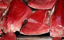 WWF dénonce un trafic de thon rouge en Méditerranée via le Panama entre 2000 et 2010