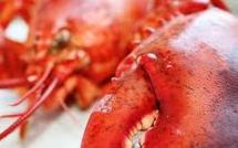 Un homard échappe à la casserole grâce à ses couleurs d'Halloween