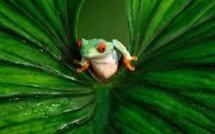 Une petite grenouille à trois doigts découverte dans le sud du Brésil
