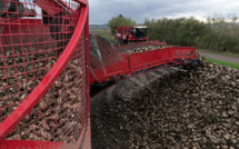 Jaunisse de la betterave: le gouvernement prêt à réautoriser un insecticide interdit