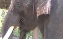 Un éléphant coréen peut imiter le langage humain