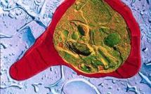 L'Asie-Pacifique doit financer la lutte contre le paludisme